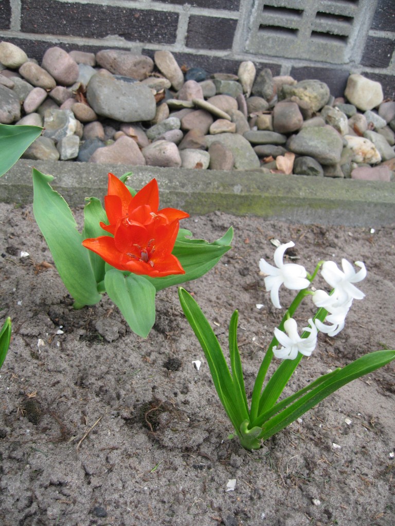 Spring flowers