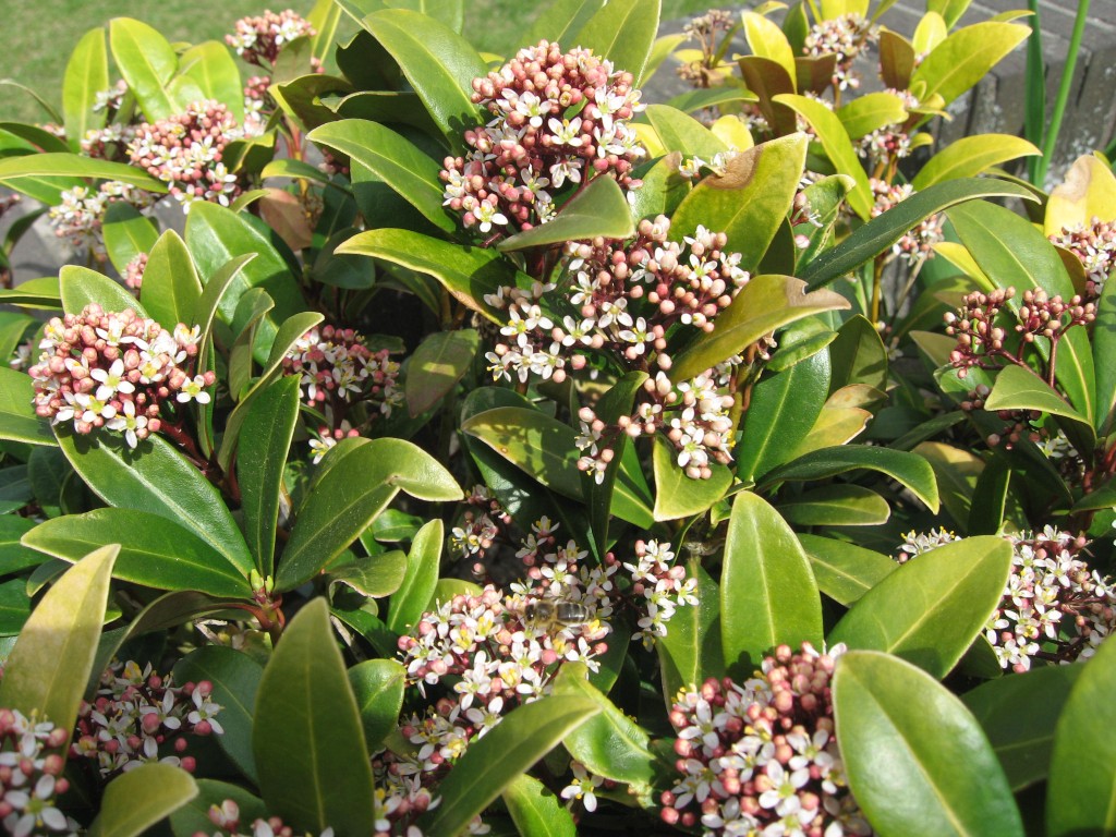 Blossoming garden shrub