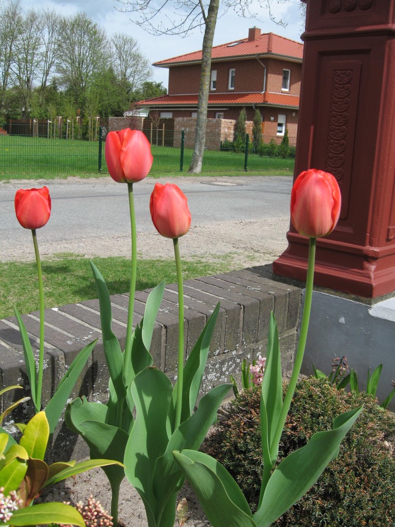 Tulips