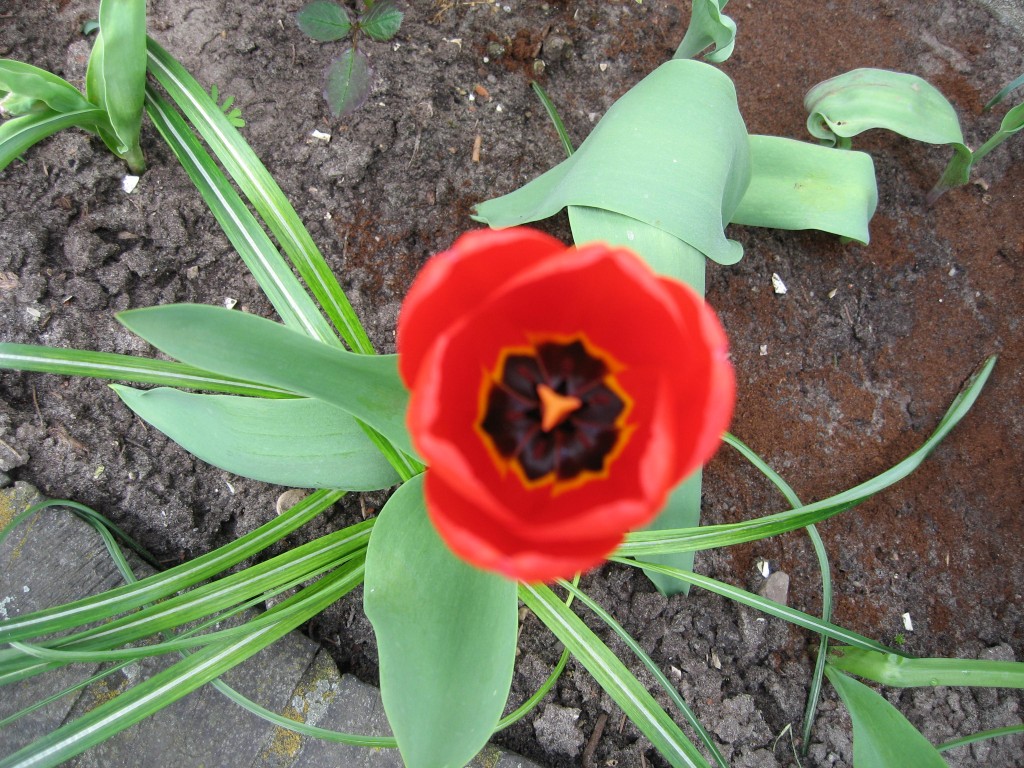 Tulip
