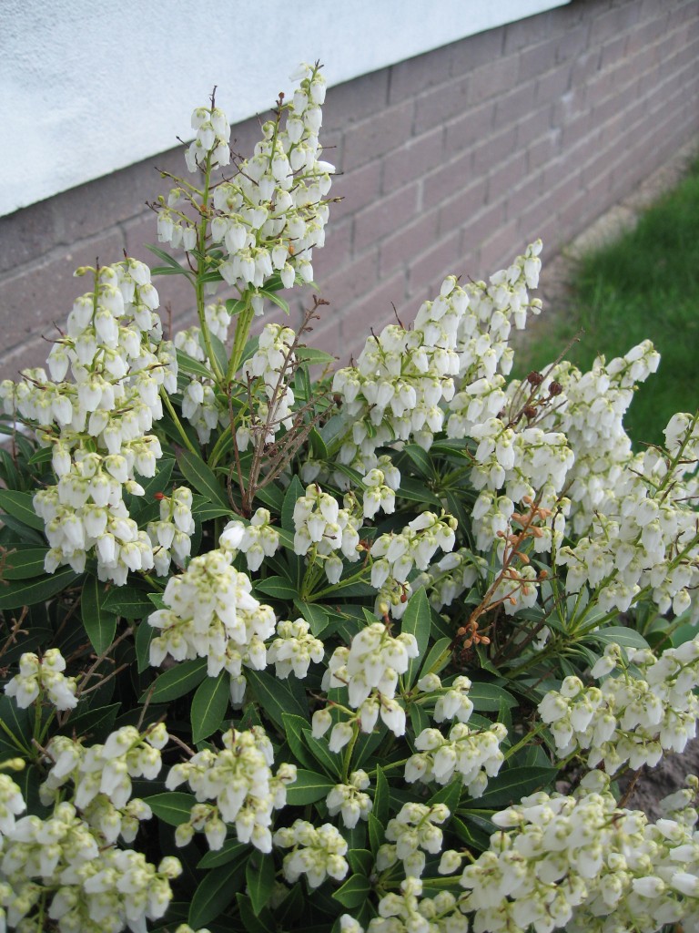 Blossoming shrub