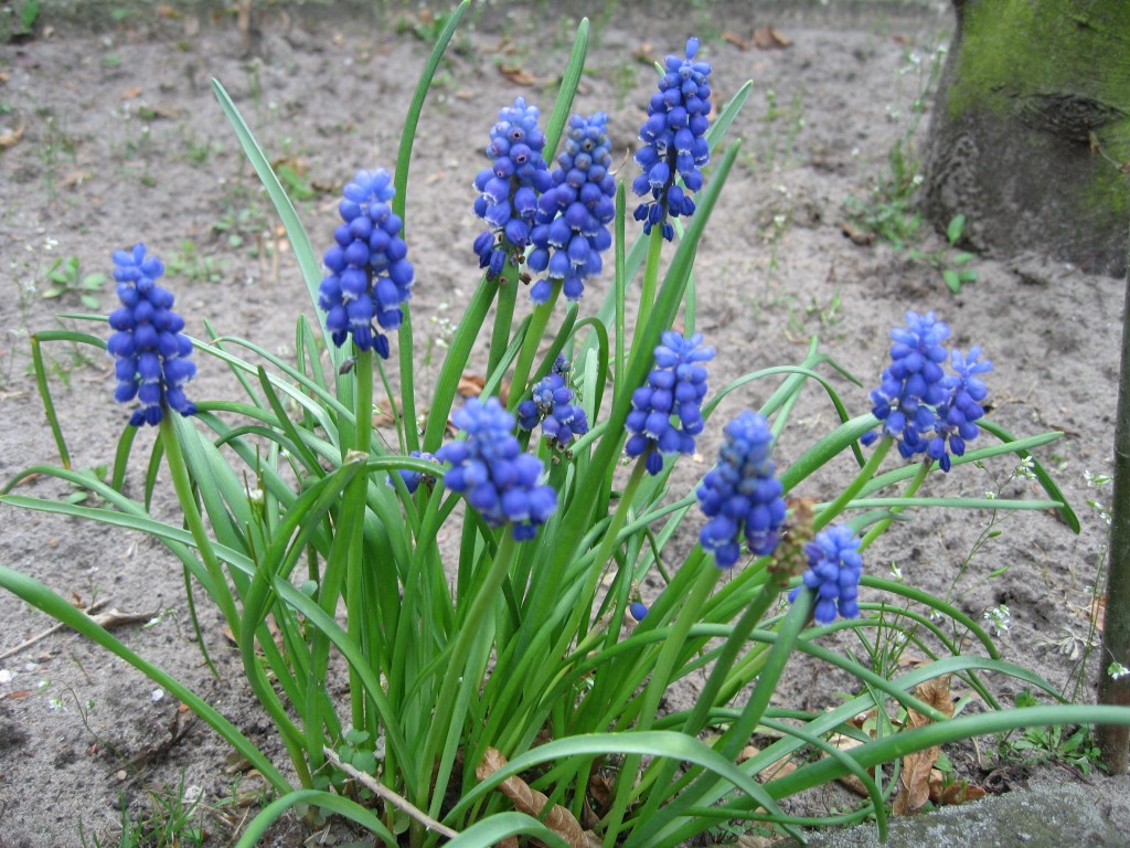 Pearl hyacinths