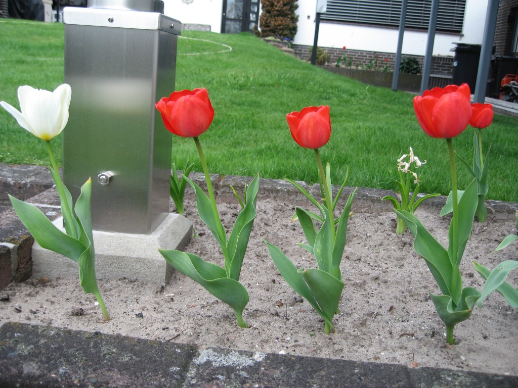 Tulips