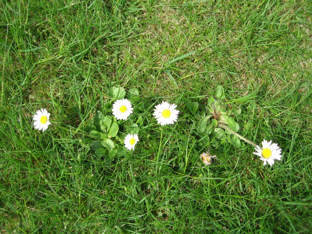 Daisies