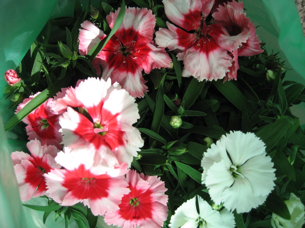 Carnations
