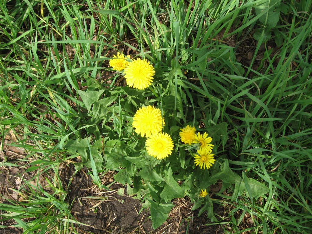Dandelions