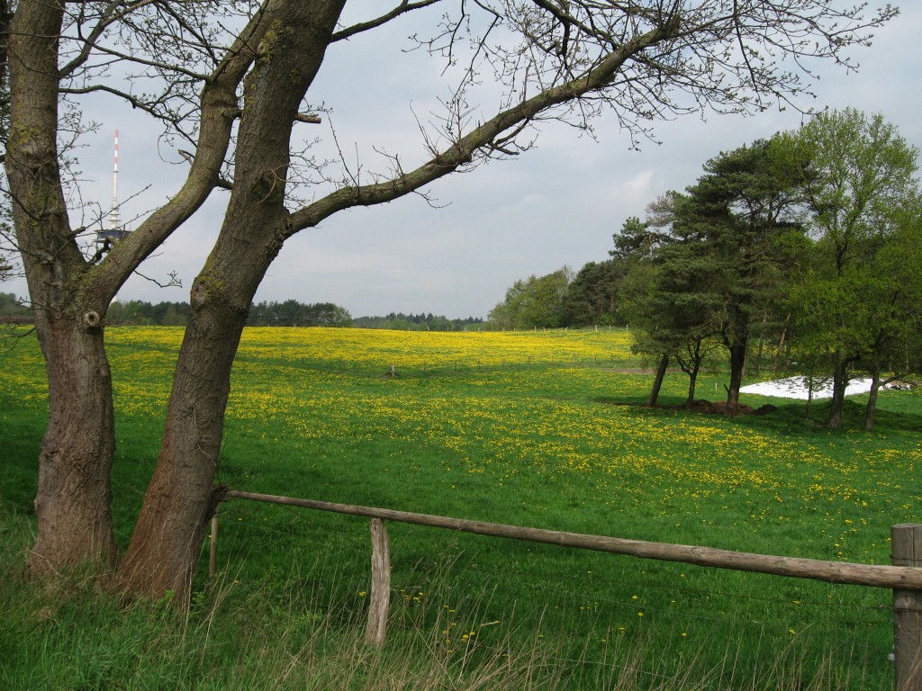 Dandelions