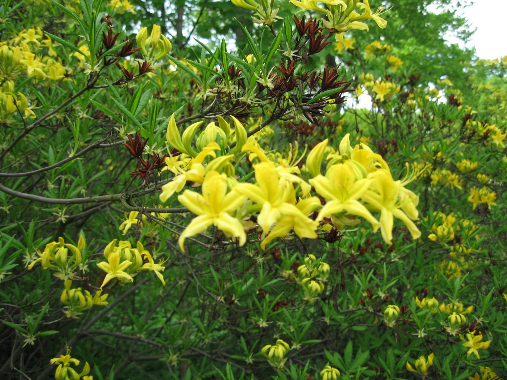 Yellow azaleas