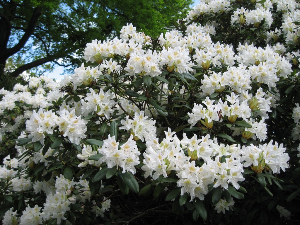 White azaleas