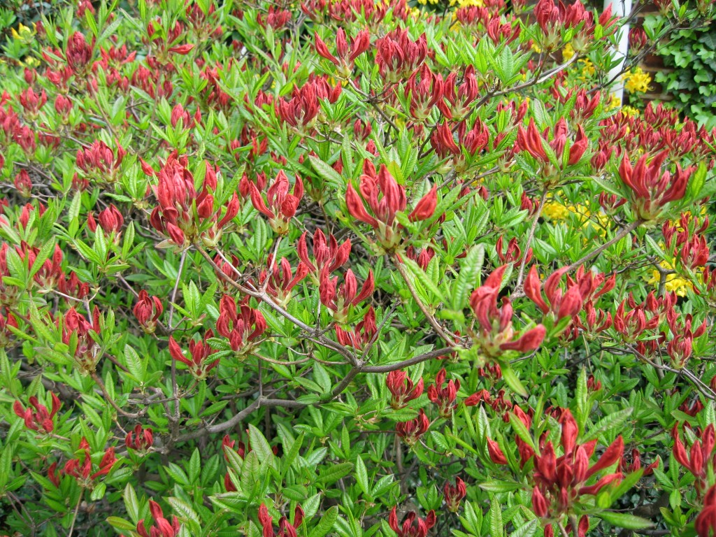 Red azaleas