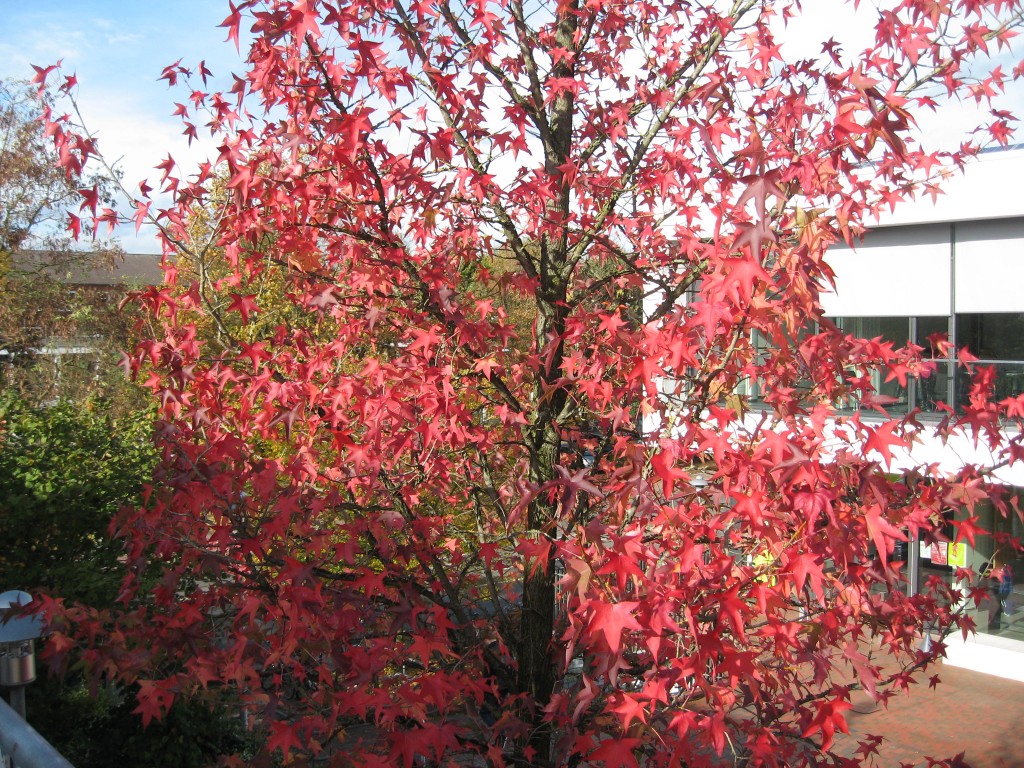 Vechta foliage