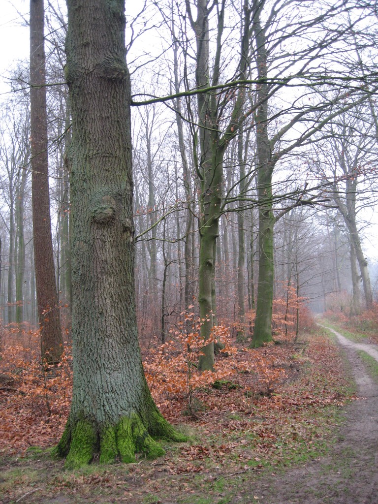 Westermark wood path