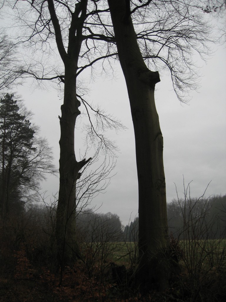 Westermark woods Syke