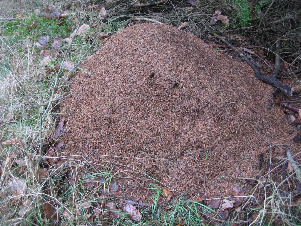 Westermark anthill
