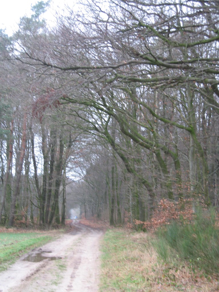 Westermark wood path