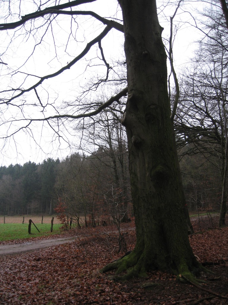 Westermark woods Syke