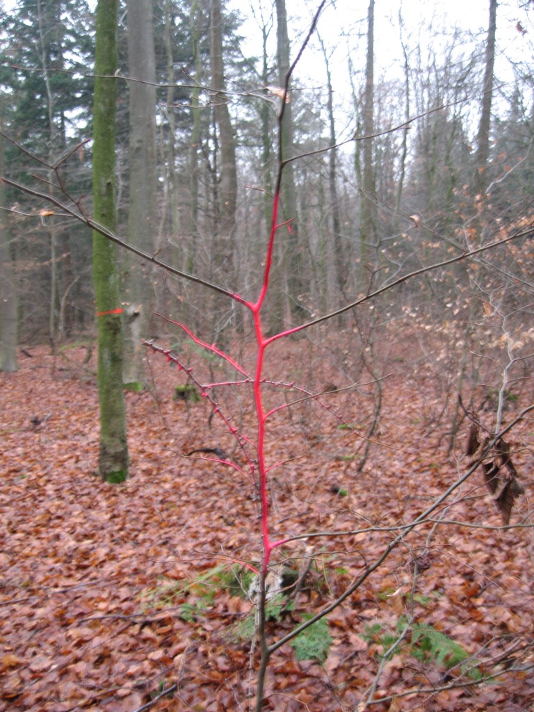 Westermark red tree
