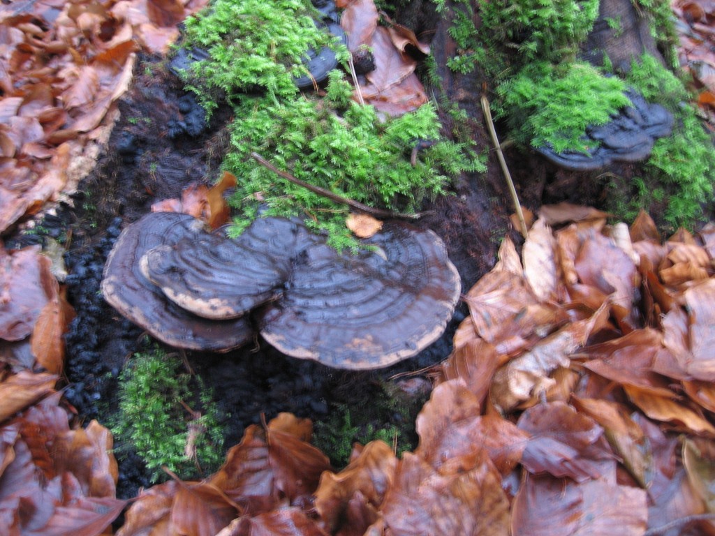 Westermark fungi