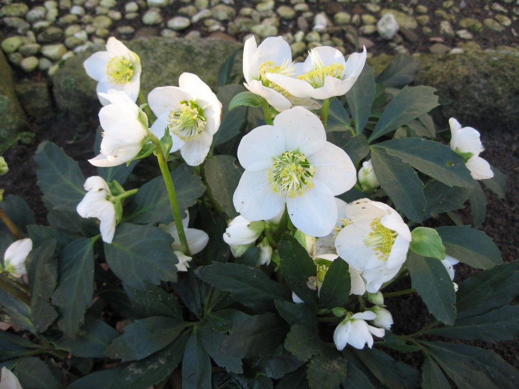 Christmas rose