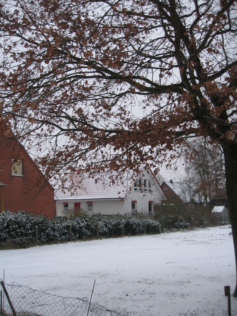 Snowy meadow