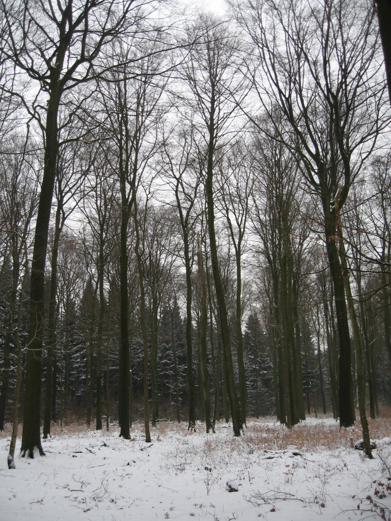 Snowy forest