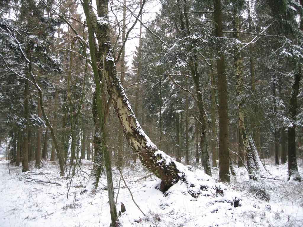 Bent birch tree