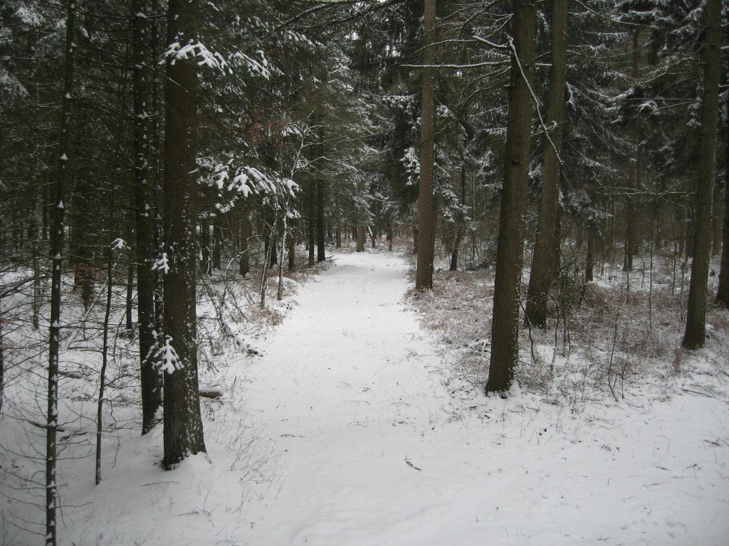 Snowy wood path