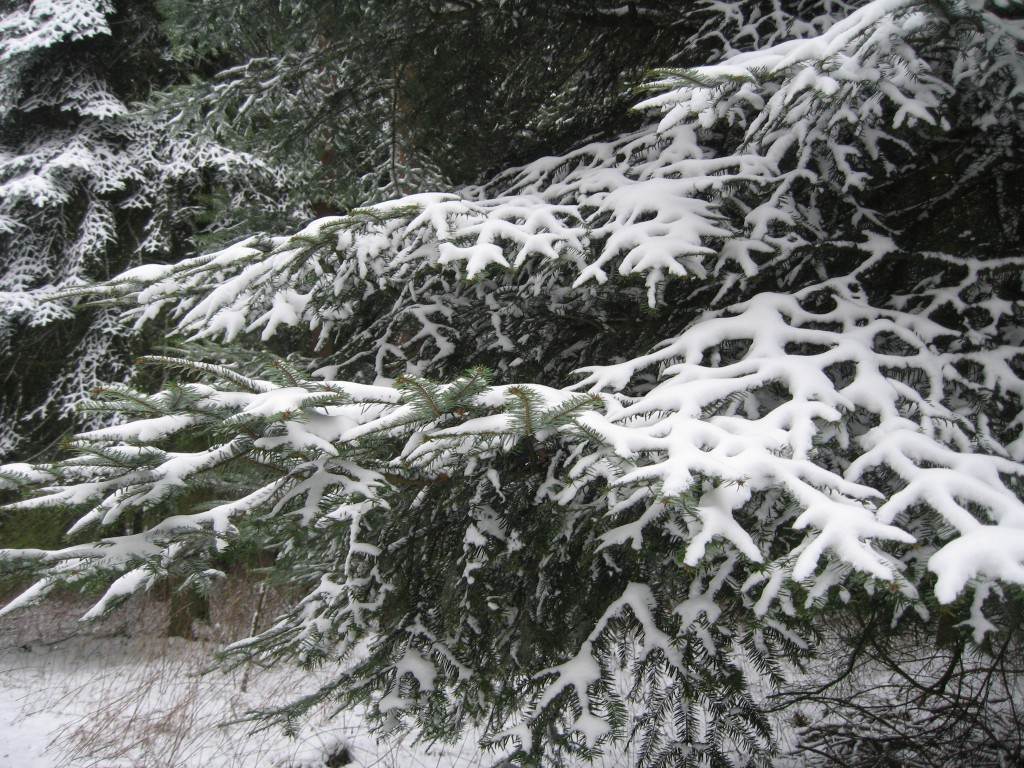 Snowy branches