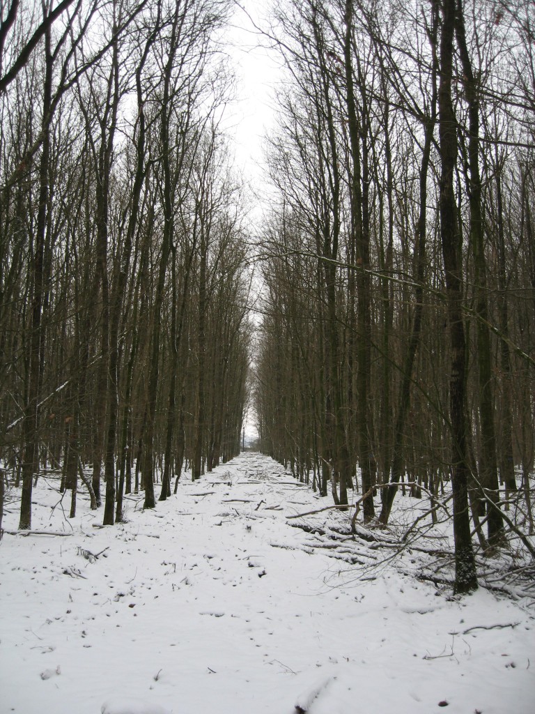 Bleak winter woods