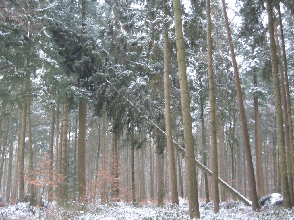 Fallen tree