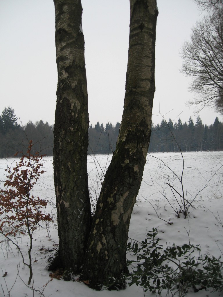 Snowy field