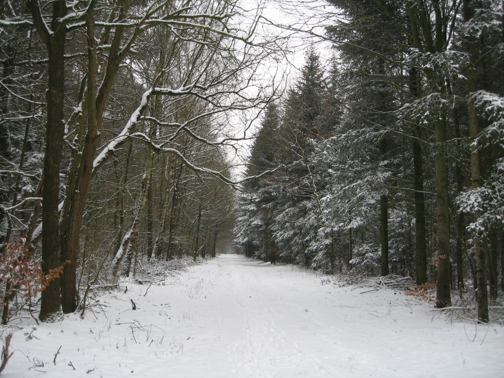 Snowy path