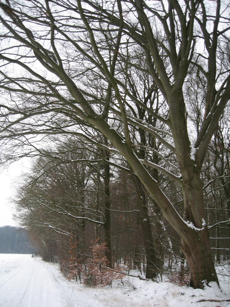 Edge of the forest