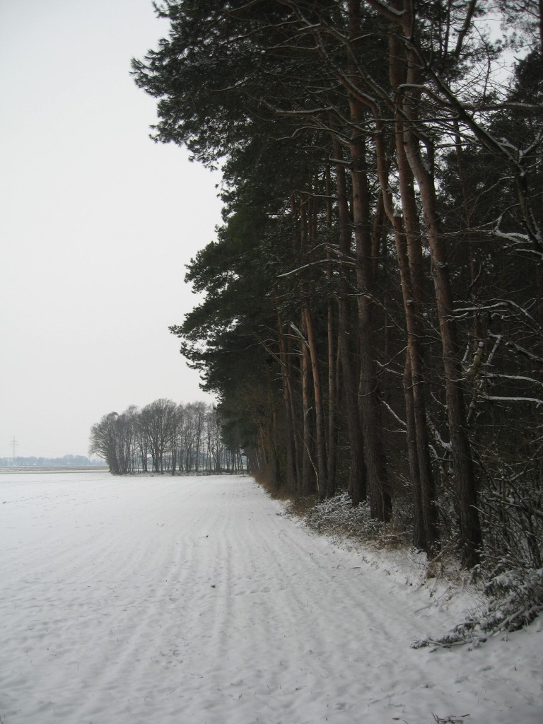 Edge of the woods