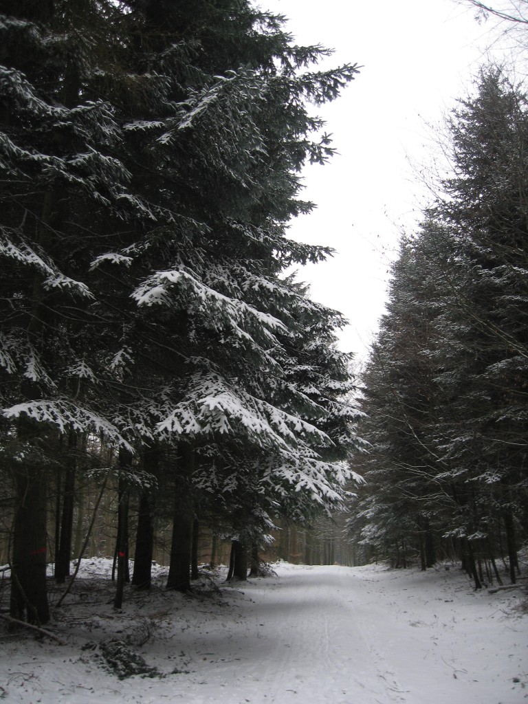 Snowy wood path
