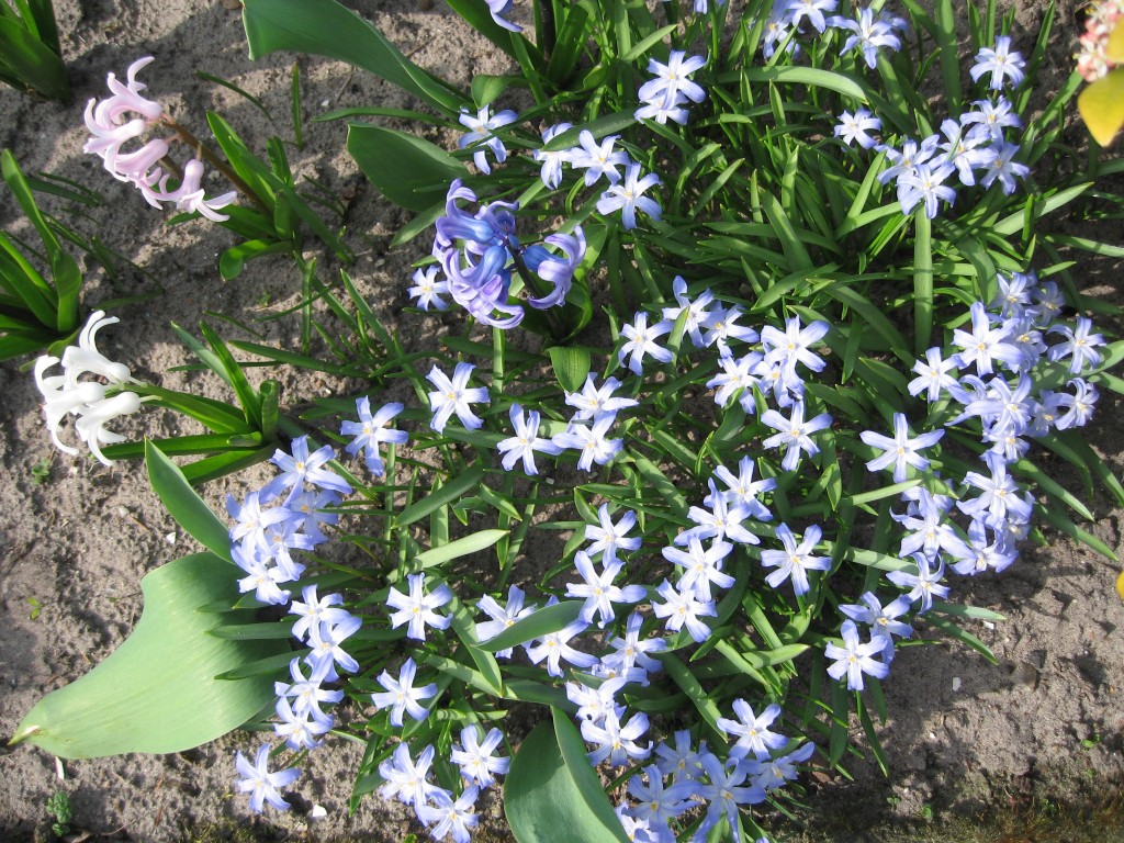Pretty blue flowers