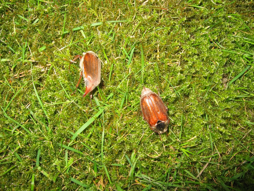 Maikäfer