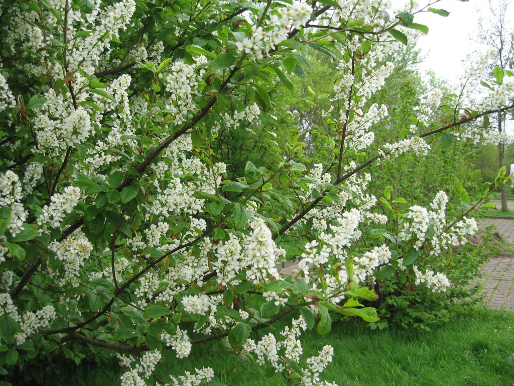 White hawthorn