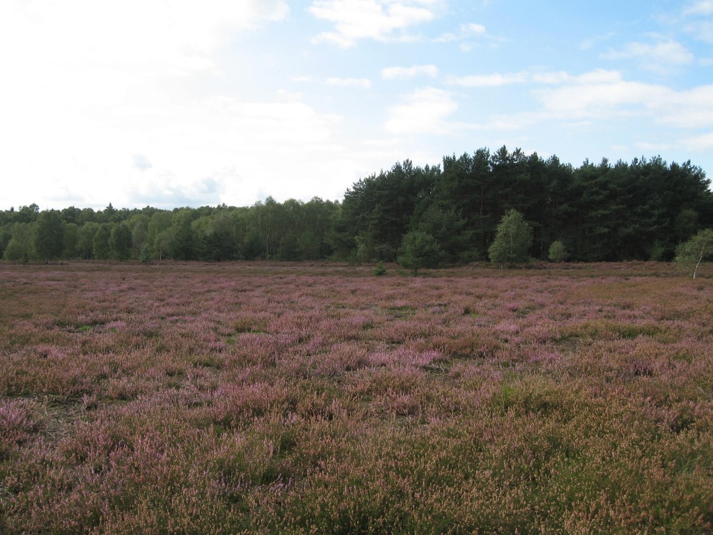 Lüneburger Heide