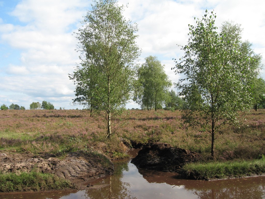 Lüneburger Heide