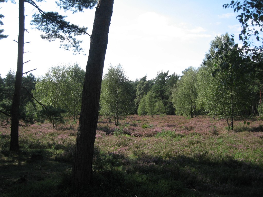 Lüneburger Heide