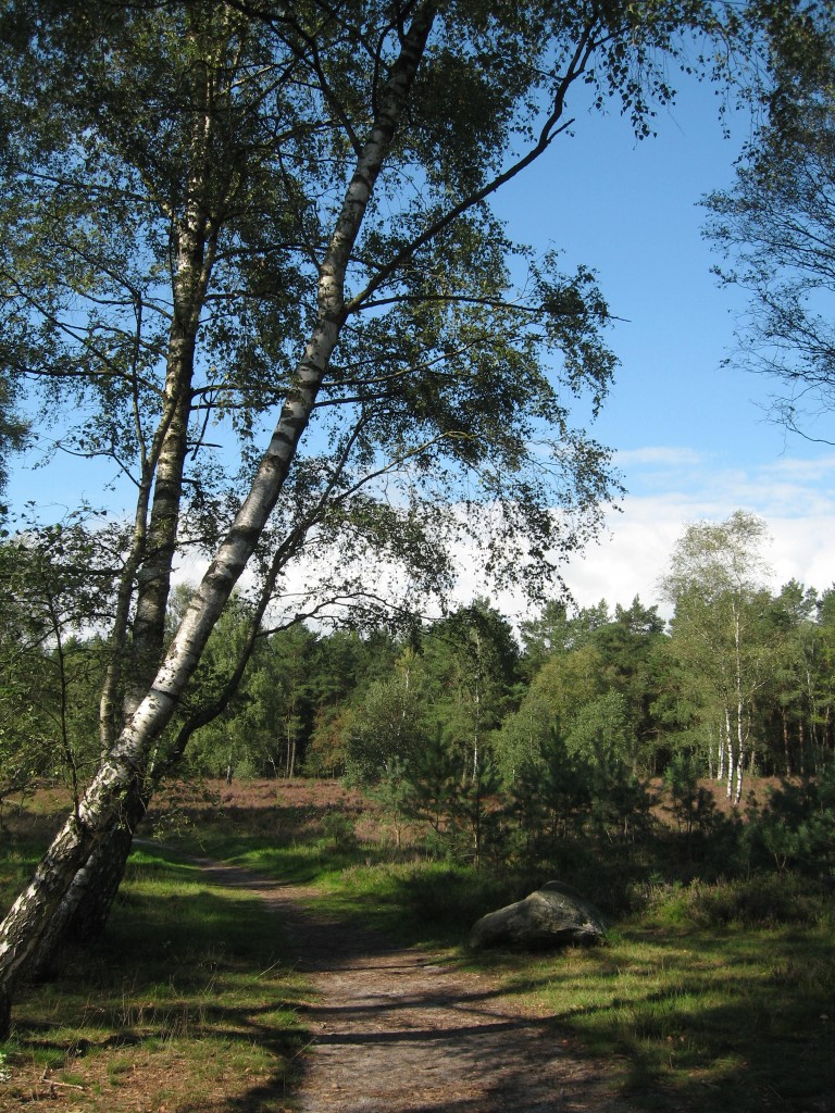 Lüneburger Heide path