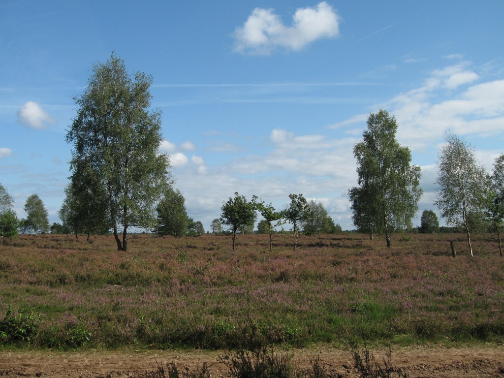 Lüneburger Heide