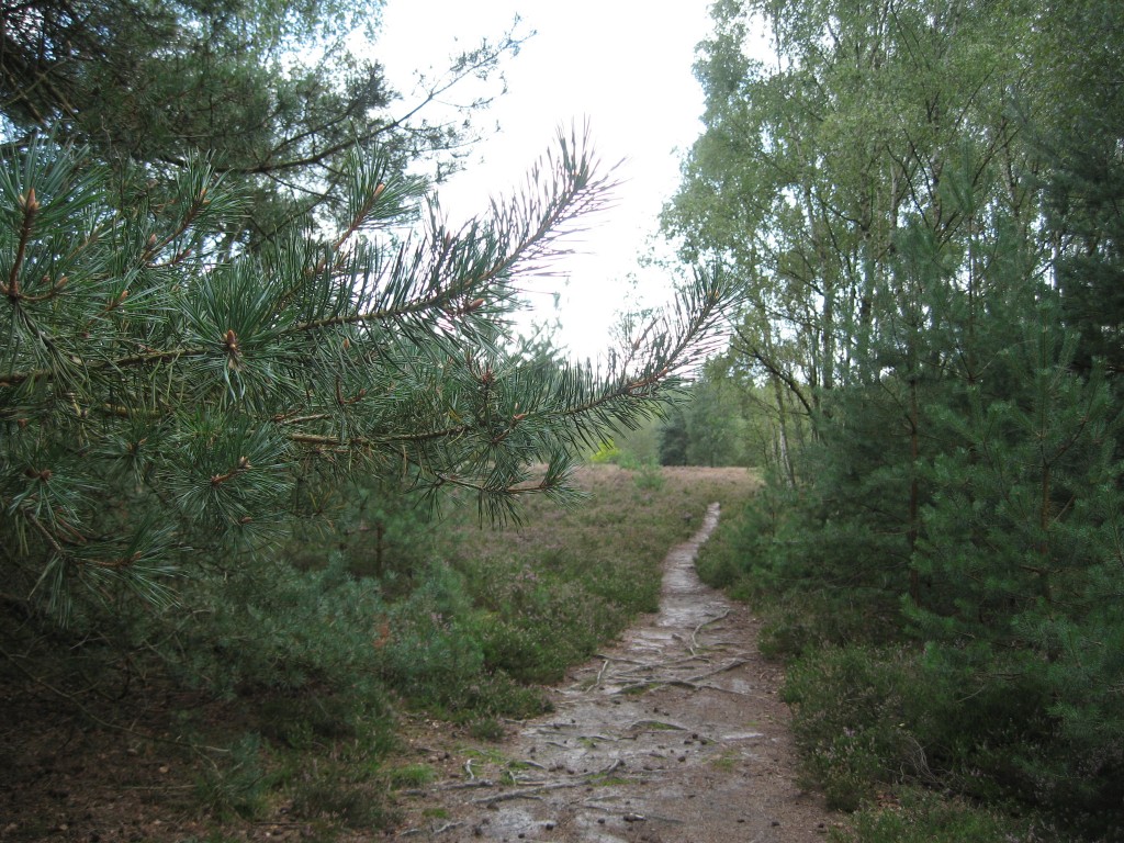 Woodland path Osterheide