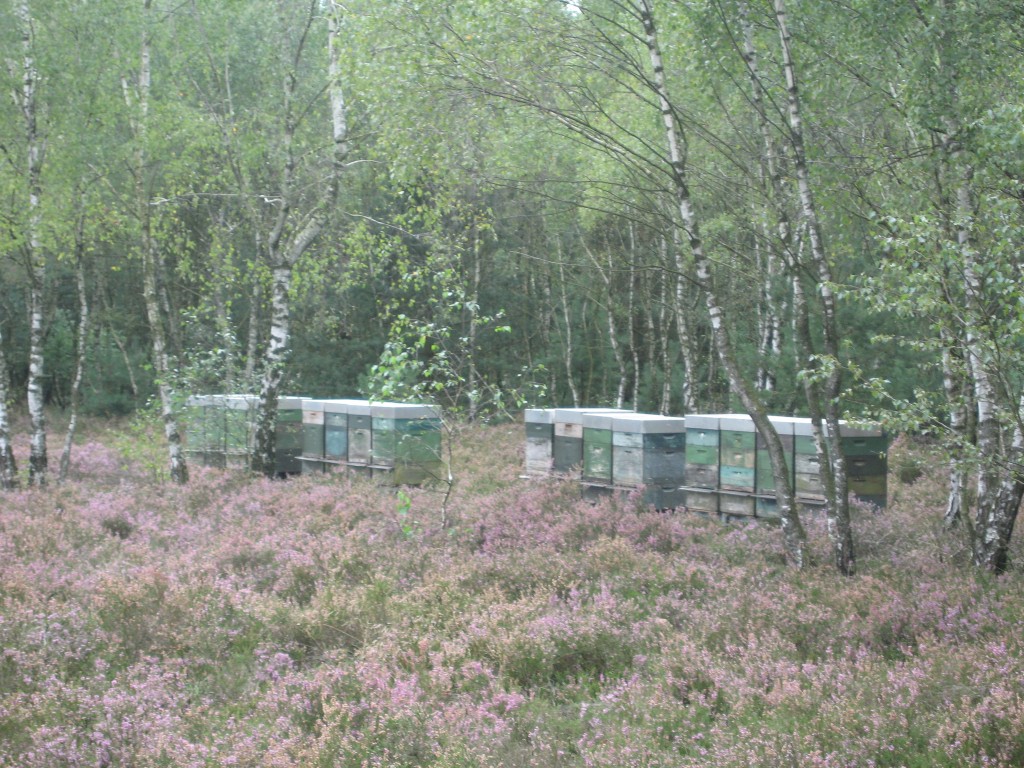 Heide beehives