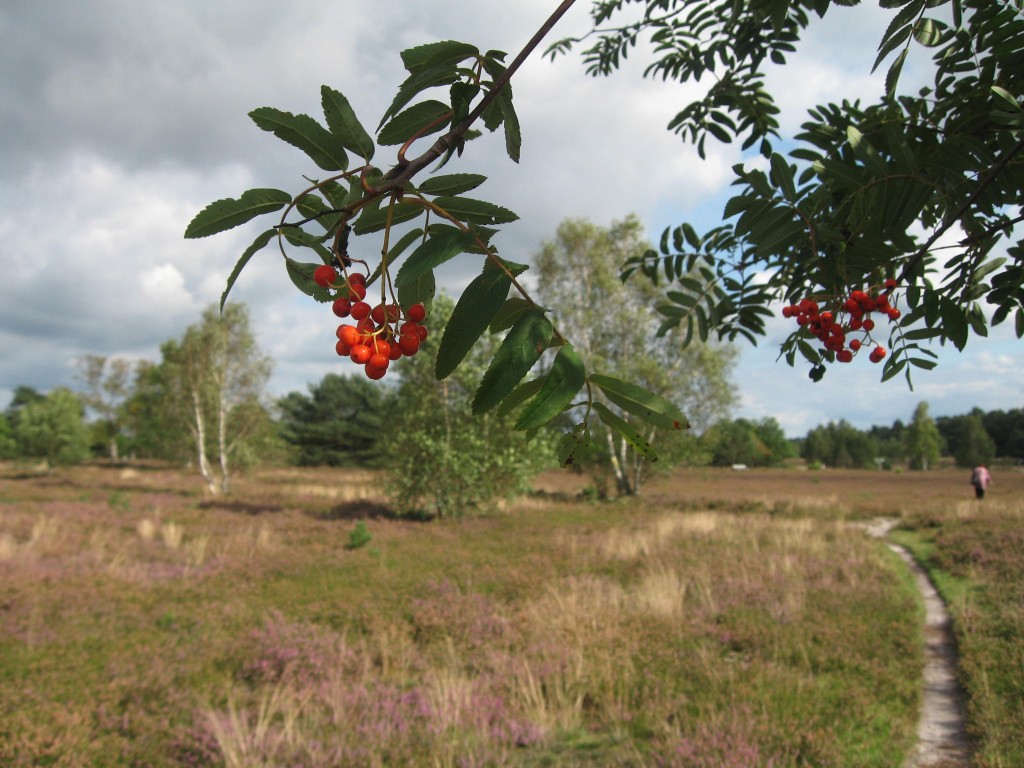 Lüneburger Heide rowan tree