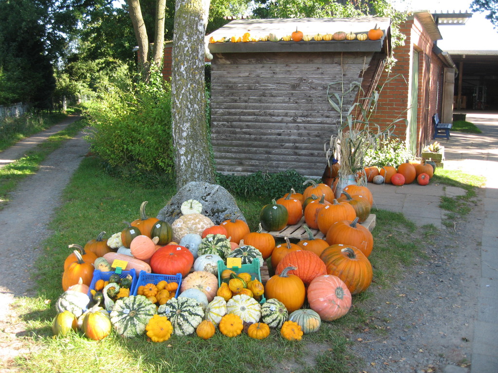 Pumpkins and Gourds