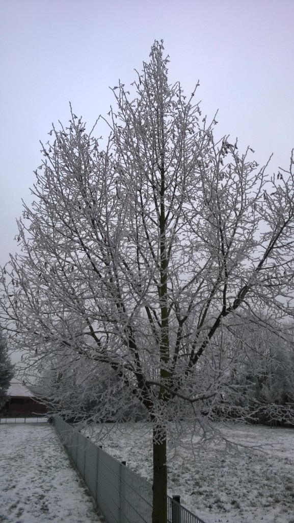 Tree with hoarfrost