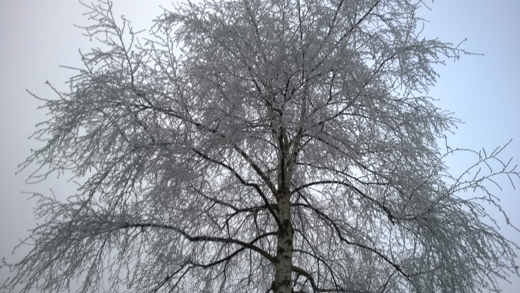 Hoarfrost branches