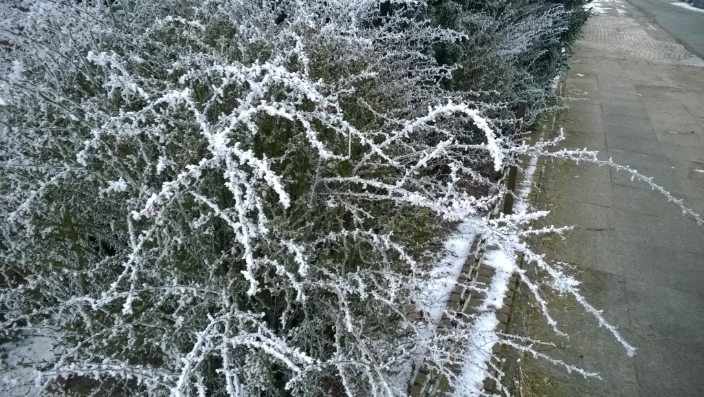 Hoarfrost bush